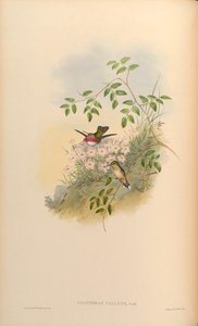 Calothorax calliope = Stellula calliope by John Gould